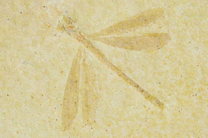 Beautiful Fossil Damselfly - Solnhofen Limestone #280418